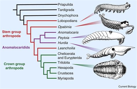 anomalocaris descendants.